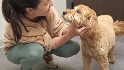 Therapy dog Vitality Urgent Care